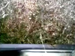 Pissing out my car door
